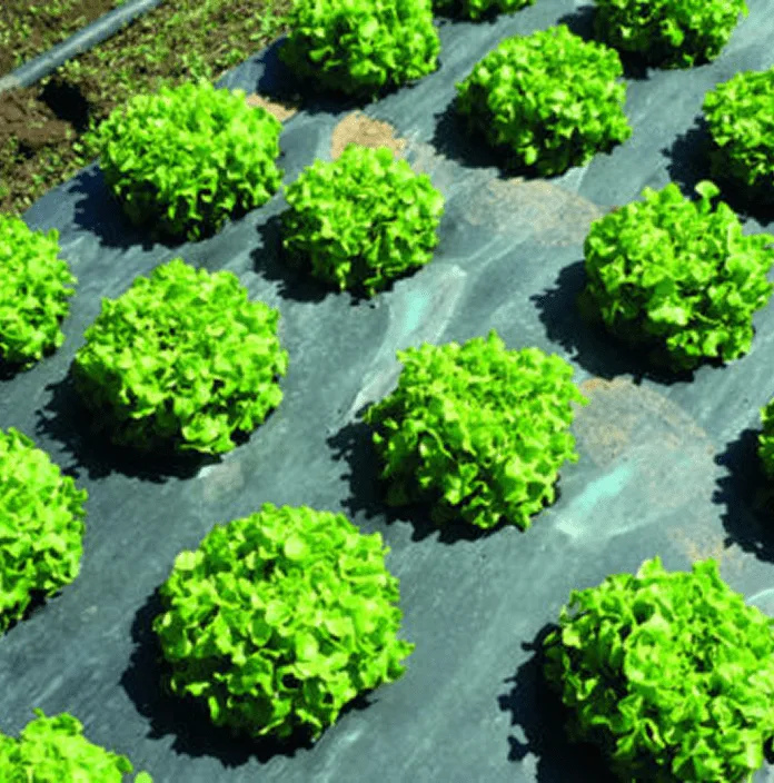 agriculture_weed_control_image