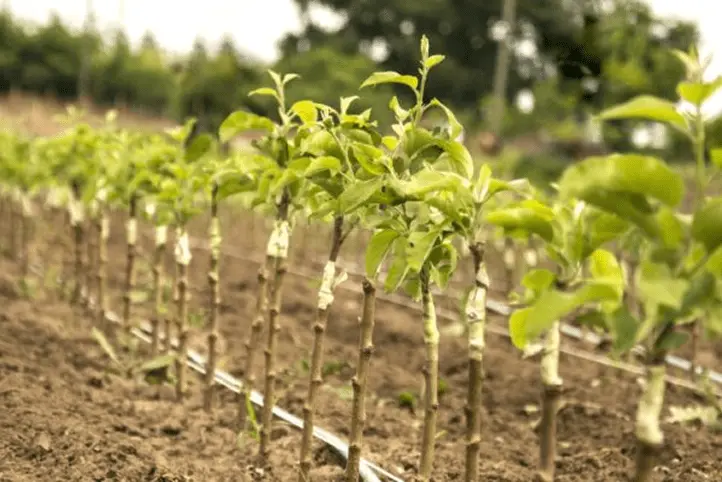 apple_plant_image